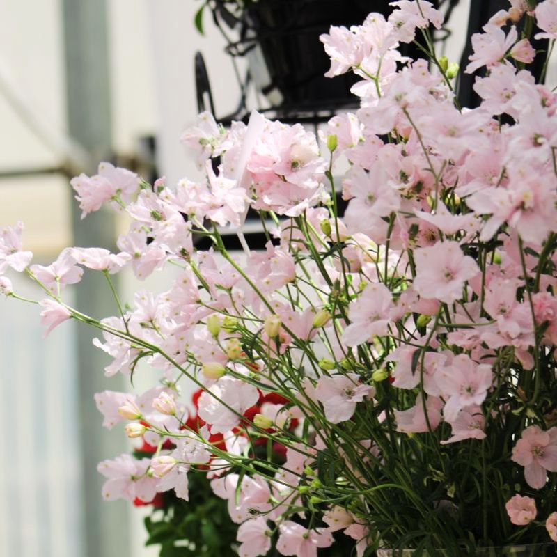 TAENIA ストーンピンク Delphinium Jenny's Pearl Pink F1 Seed – Harris Seeds