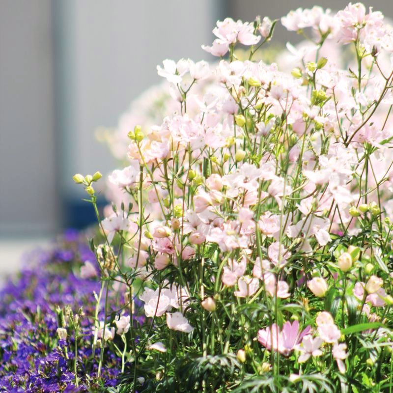 phool スピネル 10.5号 Delphinium Jenny's Pearl Pink F1 Seed – Harris Seeds