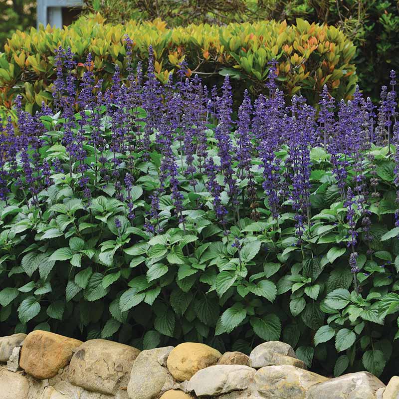 planting salvia seeds Salvia Big Blue Seed