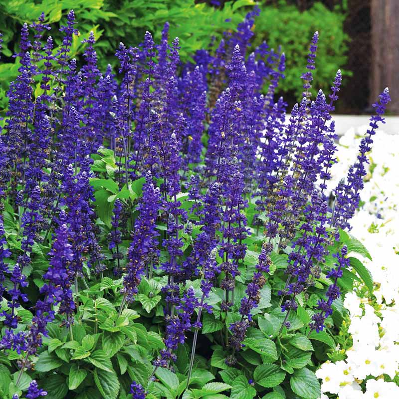 big plant seeds Harris Seeds Salvia Big Blue Seed, Women's, Size: One size