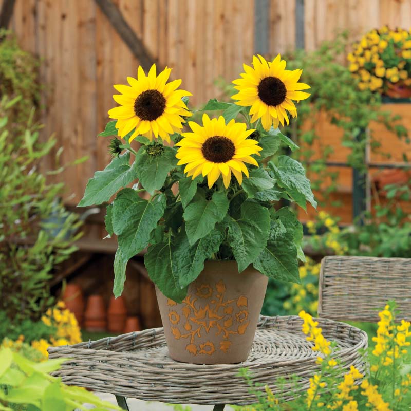 sunflower indoor plant Sunflower SunBuzz F1 Seed – Harris Seeds