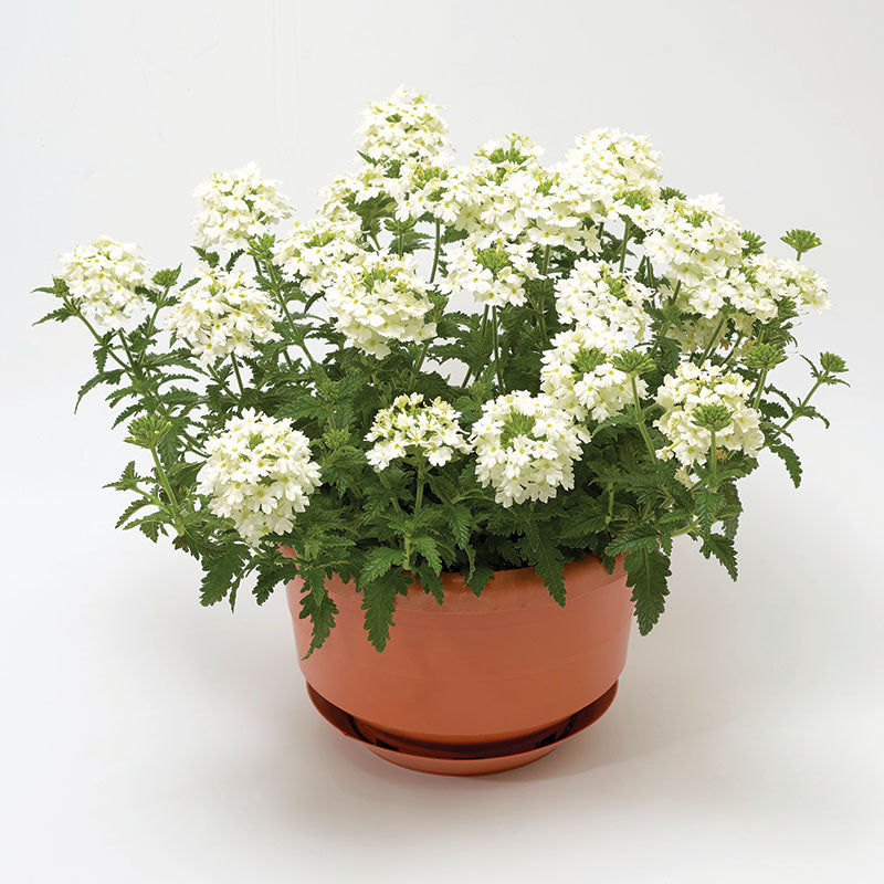 Verbena Obsession Cascade White Seed