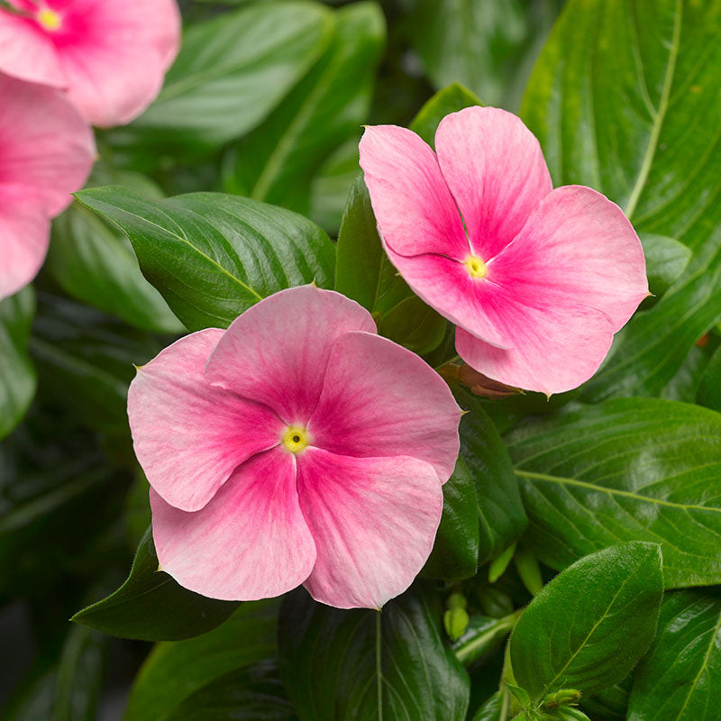 Vinca Cora Cascade Shell Pink F1 Seed – Harris Seeds