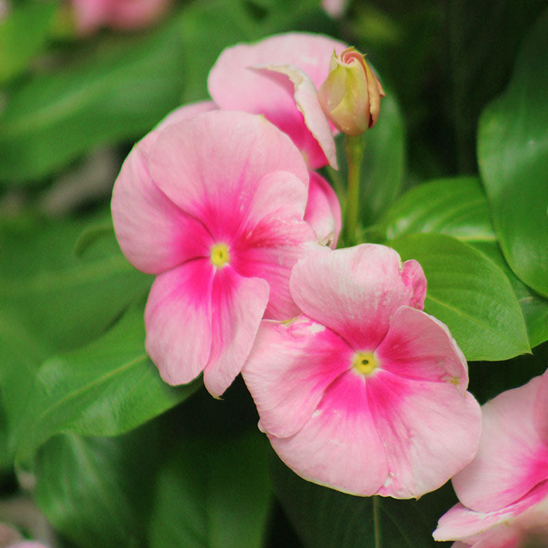 Vinca Cora Cascade Shell Pink F1 Seed – Harris Seeds