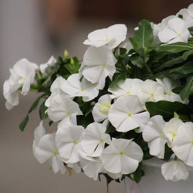 ホワイトフラワー 様Panasonic Vinca Cora Cascade White F1 Seed – Harris Seeds
