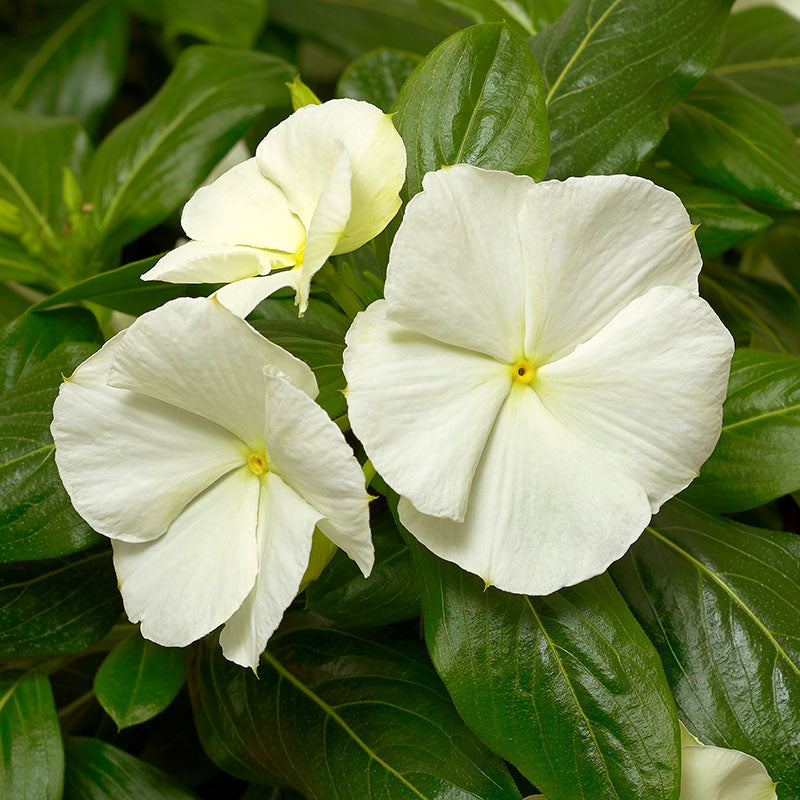 ホワイトフラワー 様Panasonic Cascade Hydrangea | Fairytrail® White | Proven Winners® Shrubs