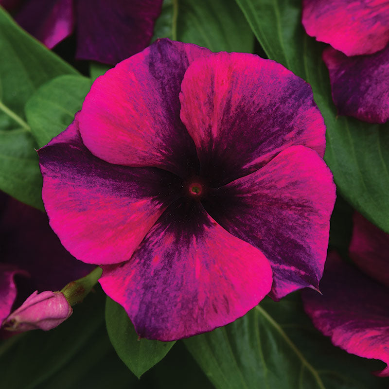 Vinca Tattoo™ Black Cherry Seed – Harris Seeds