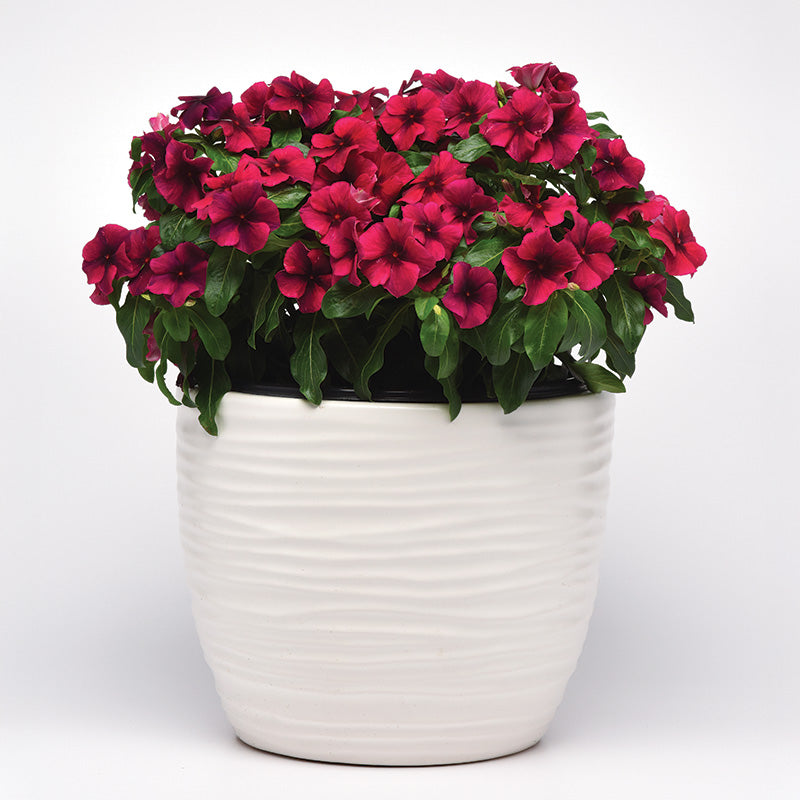 Vinca Tattoo™ Black Cherry Seed – Harris Seeds