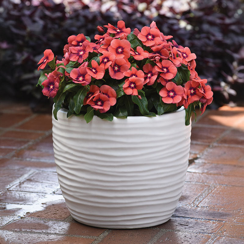 Vinca Tattoo™ Tangerine Seed – Harris Seeds
