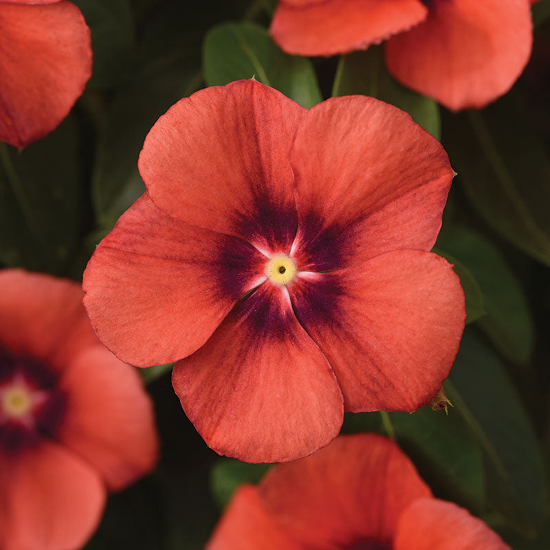 Vinca Tattoo™ Tangerine Seed – Harris Seeds