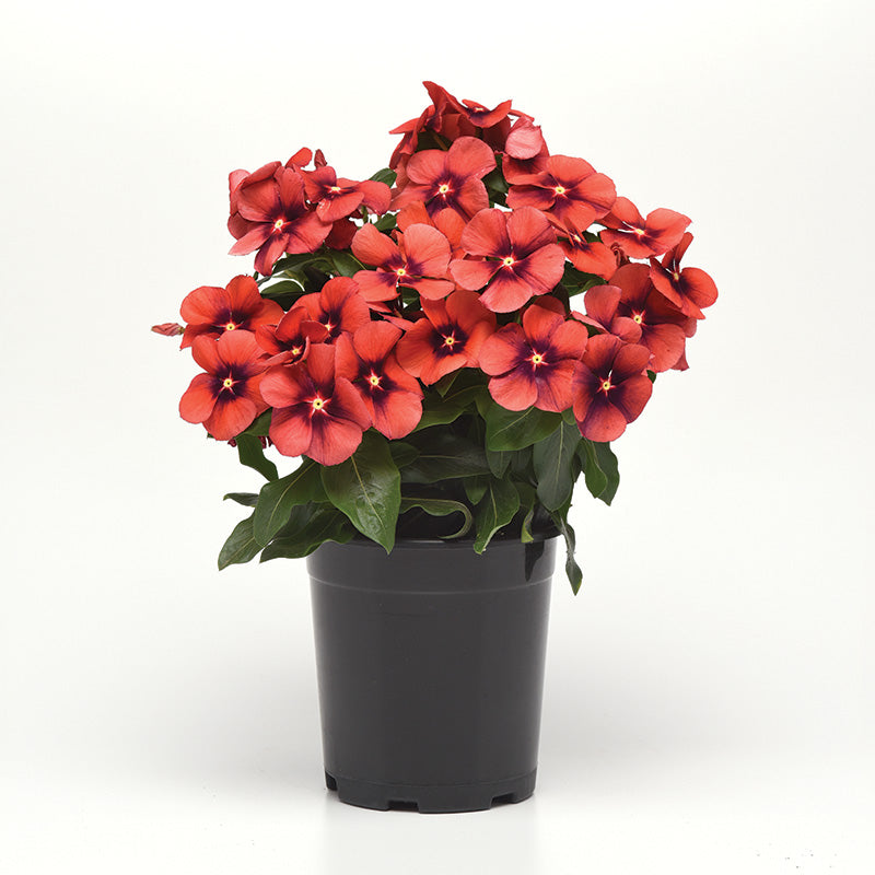 tangerine plant from seed Vinca Tattoo™ Tangerine Seed – Harris Seeds