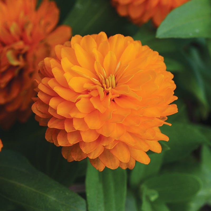 Zinnia Zahara Double Bright Orange Seed – Harris Seeds