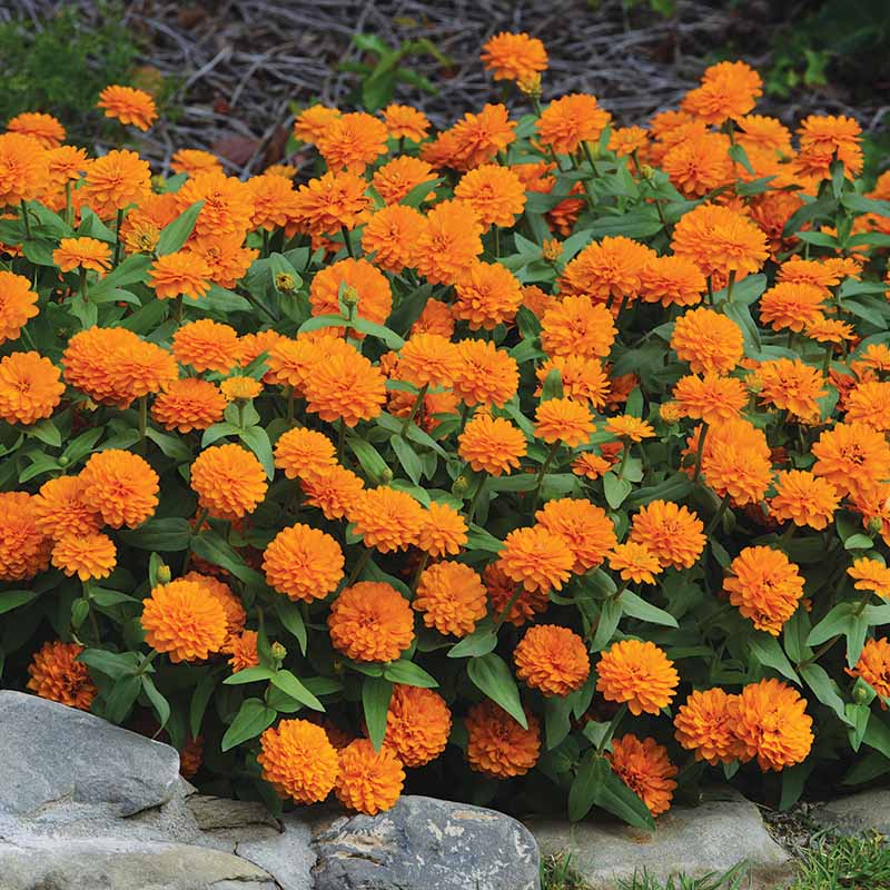 Zinnia Zahara Double Bright Orange Seed – Harris Seeds