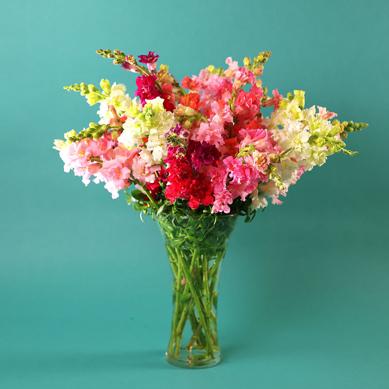 Snapdragon Madame Butterfly Mix F1 Seed – Harris Seeds