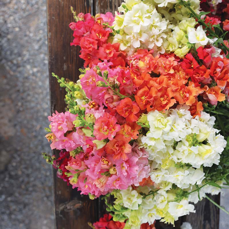 マダムバタフライ Snapdragon Madame Butterfly Mix F1 Seed – Harris Seeds