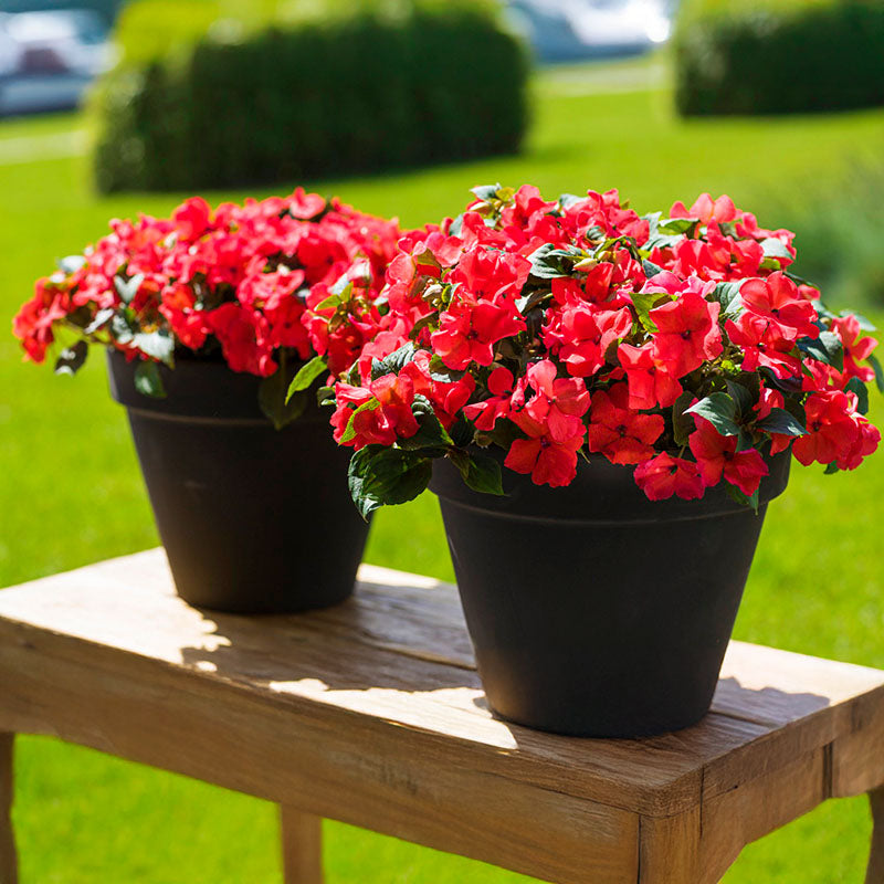 Impatiens Imara XDR Orange F1 Seed – Harris Seeds