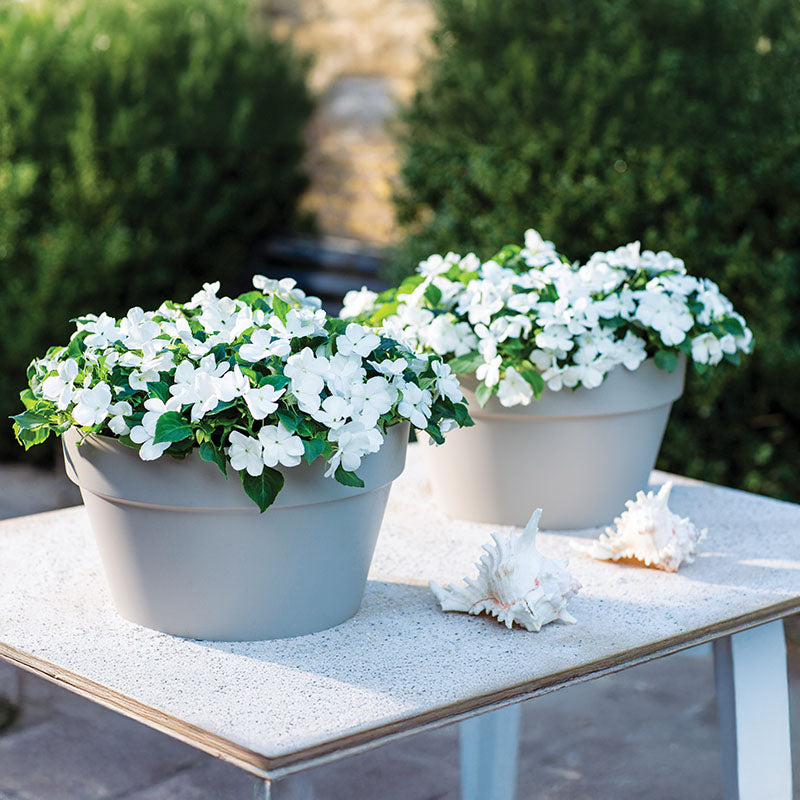 impatiens plant seeds Impatiens Imara XDR White F1 Seed