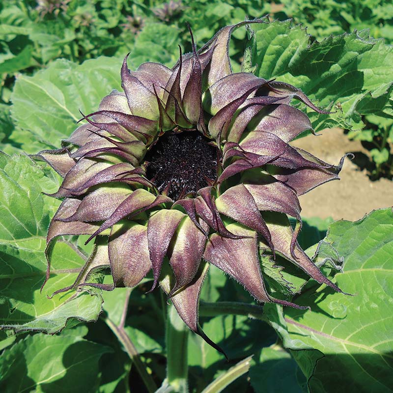 felipe is going to plant b sunflower seeds Sunflower SunFill™ Purple F1 Seed