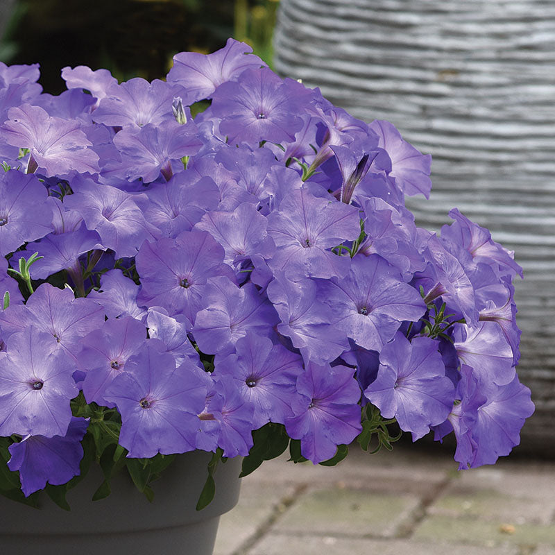Petunia Easy Wave Lavender Sky Blue F1 Seed – Harris Seeds
