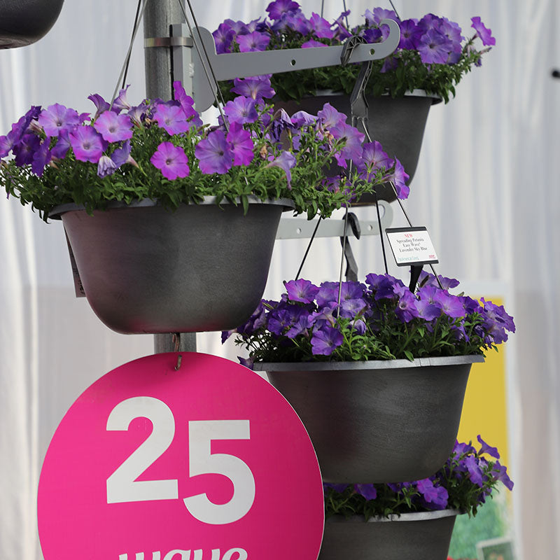 Petunia Easy Wave Lavender Sky Blue F1 Seed – Harris Seeds