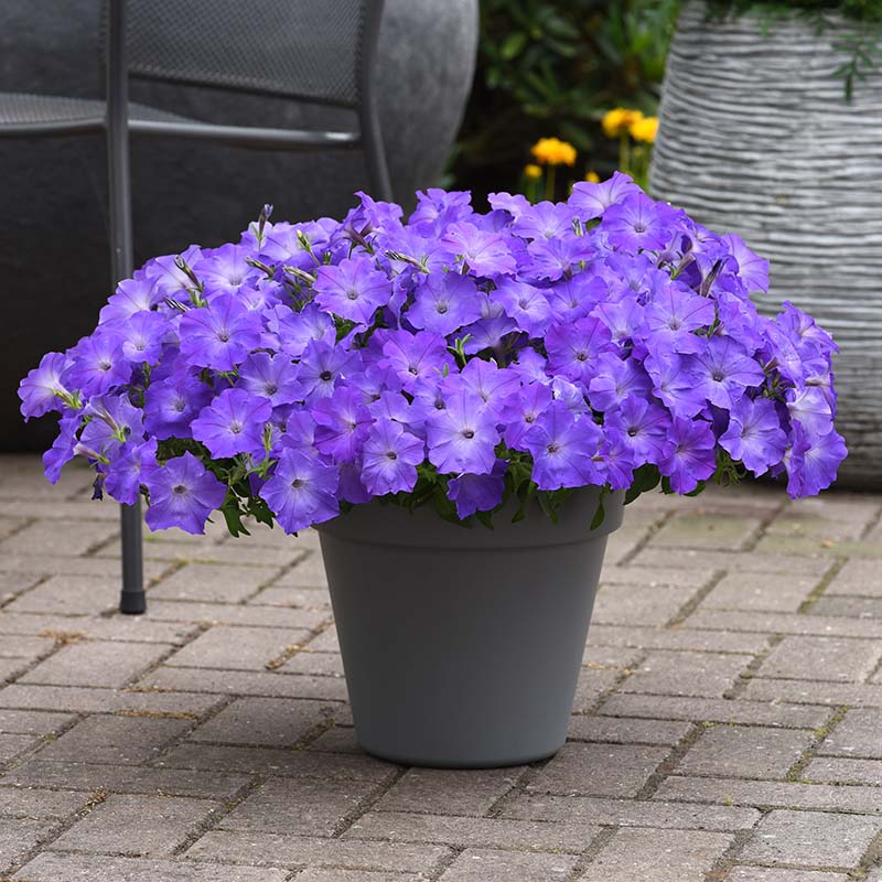 lavender petunia flower Harris Seeds 25 Petunia Easy Wave Lavender Sky Blue F1 Plant Seeds, Non-GMO