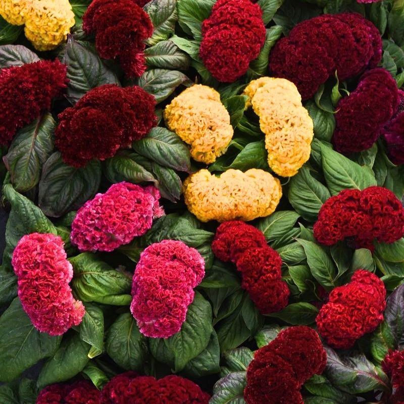 Harris Seeds - Celosia Concertina Mix Seeds