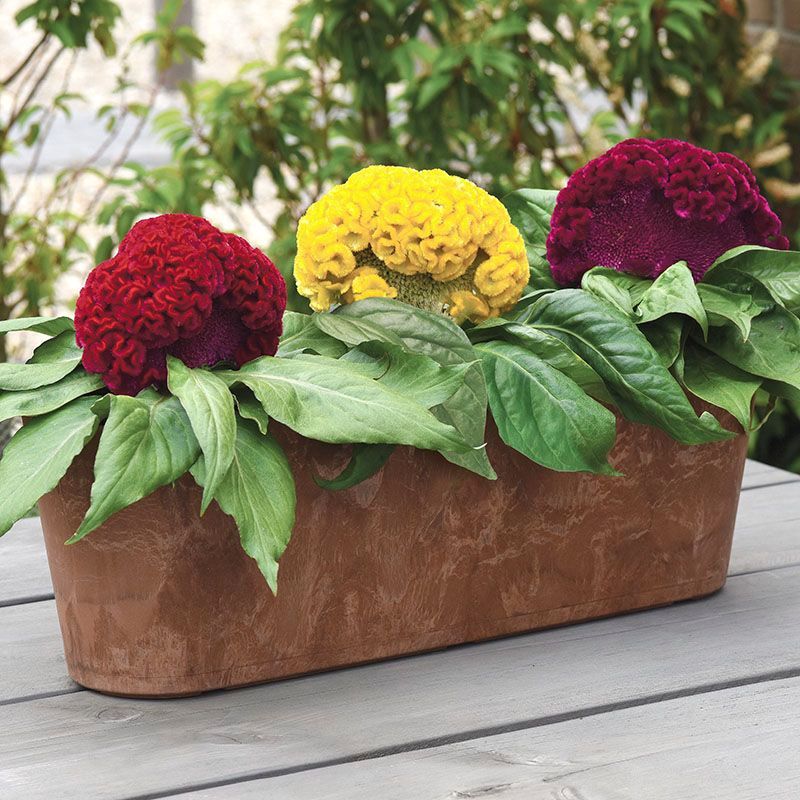Harris Seeds - Celosia Concertina Mix Seeds