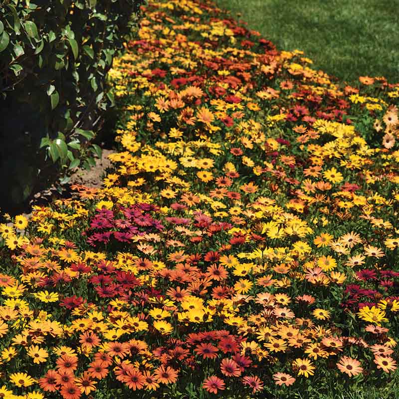 osteospermum flower seeds Osteospermum Akila Sunset Shades F1 Seed RAW / 50 seeds / UNTREATED