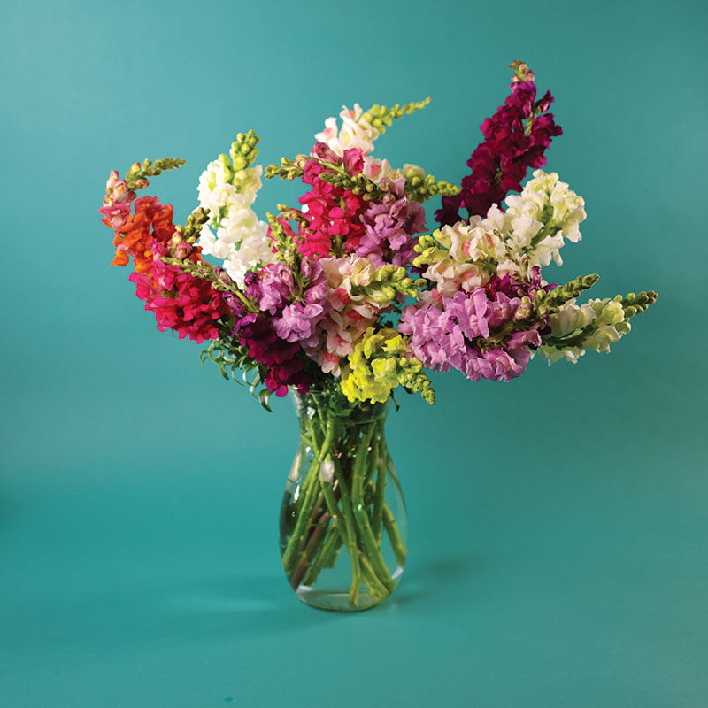 snapdragon flower seeds serie de soneto f1-1000 semillas Harris Seeds - Snapdragon Potomac Mix F1 Flower Seeds