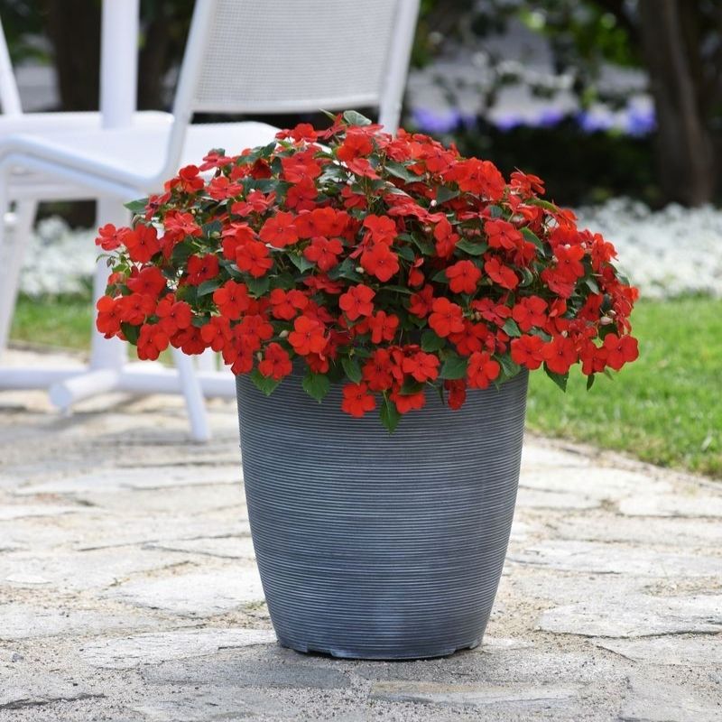beacon herbicide for sale Bulk Impatiens Seeds