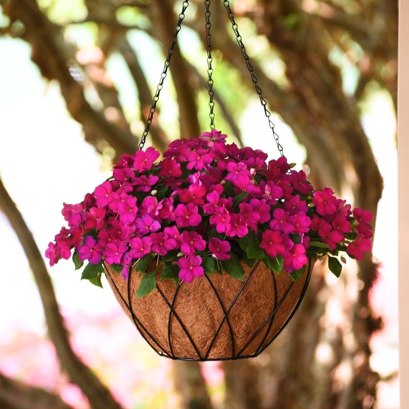 planting impatiens seeds Impatiens Beacon Violet Shades Seed