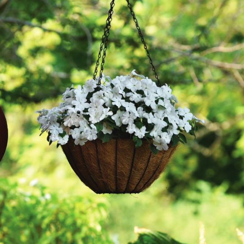 Impatiens Beacon White Seed – Harris Seeds