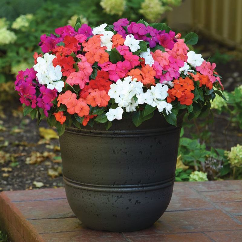 beacon herbicide for sale Impatiens Beacon Formula Mix F1 Seed RAW / 250 Seeds / UNTREATED