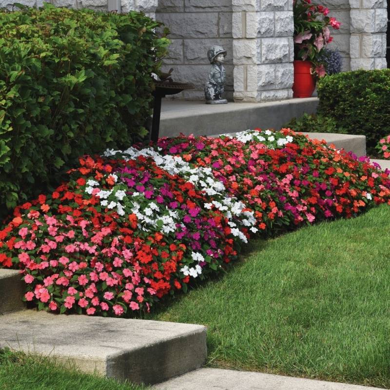 beacon herbicide for sale Impatiens Beacon Formula Mix F1 Seed RAW / 250 Seeds / UNTREATED