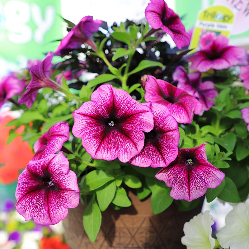 supreme plant pot Petunia Opera Supreme Purple Vein F1 Seed