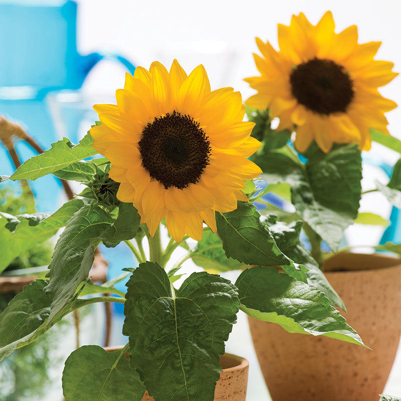 Sunflower Smiley F1 Seed – Harris Seeds