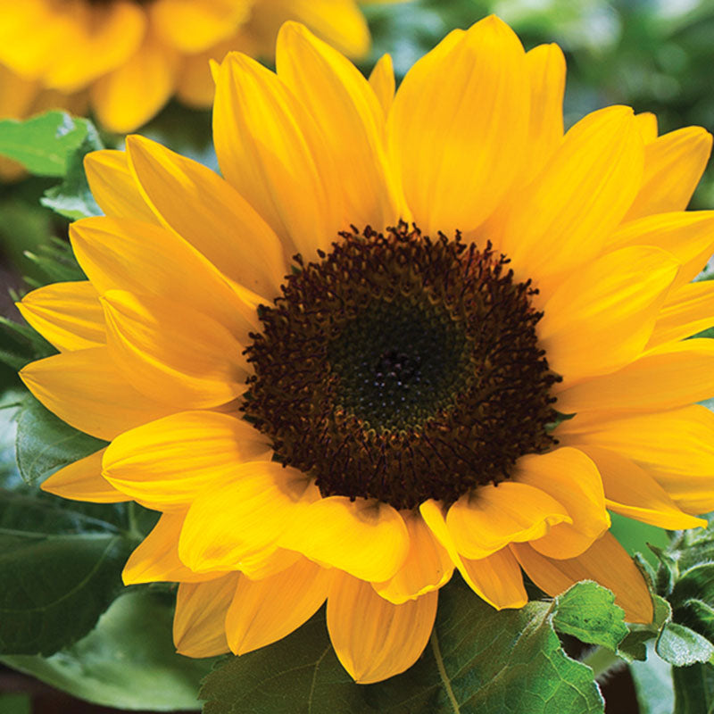 Sunflower Smiley F1 Seed – Harris Seeds