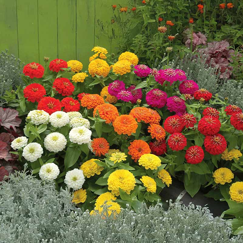 Zinnia Preciosa Mix F1 Seed – Harris Seeds