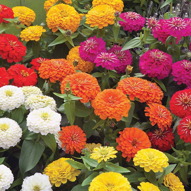 5g mixed zinnia flower seed easy to grow plant Zinnia Preciosa Mix F1 Seed