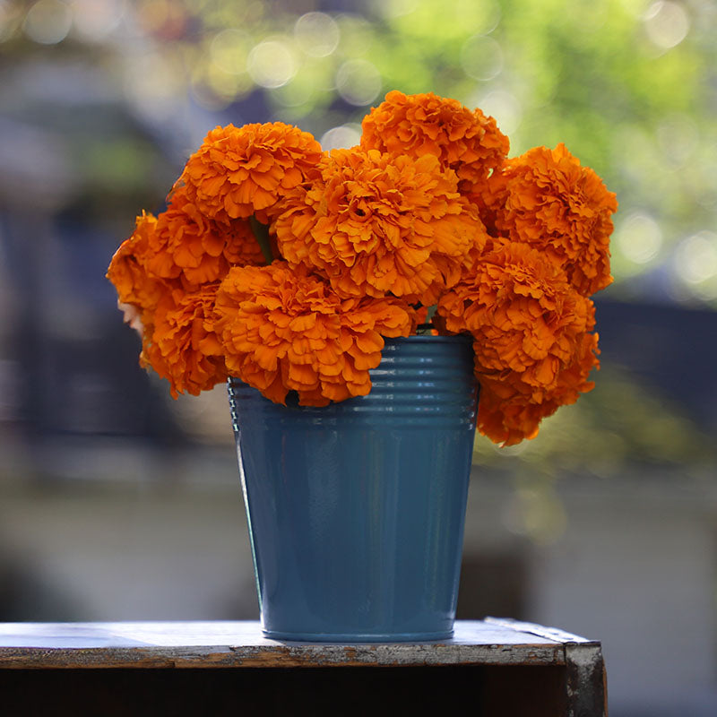 coco marigold seeds Marigold Coco Deep Orange Seed