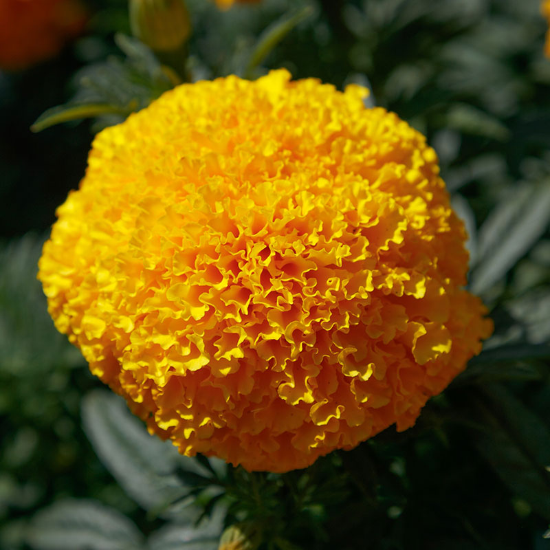 marie gold flower seeds Marigold Coco Deep Gold Seed RAW / 50 seeds / UNTREATED