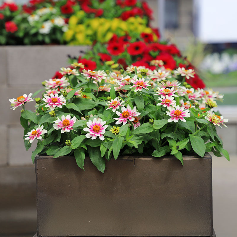 Zinnia Profusion Cherry Bicolor Seed – Harris Seeds
