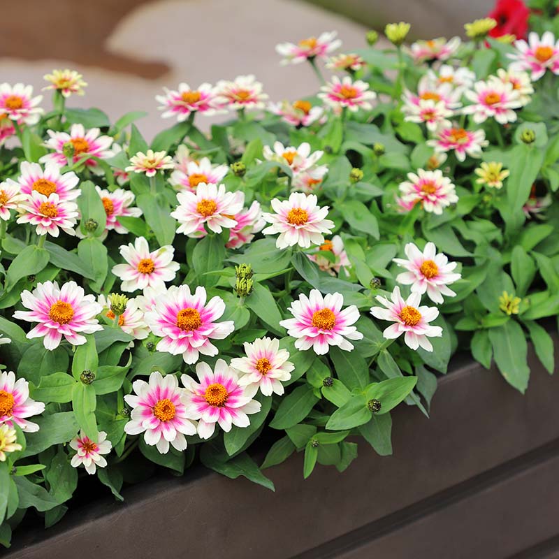 Zinnia Profusion Cherry Bicolor Seed – Harris Seeds