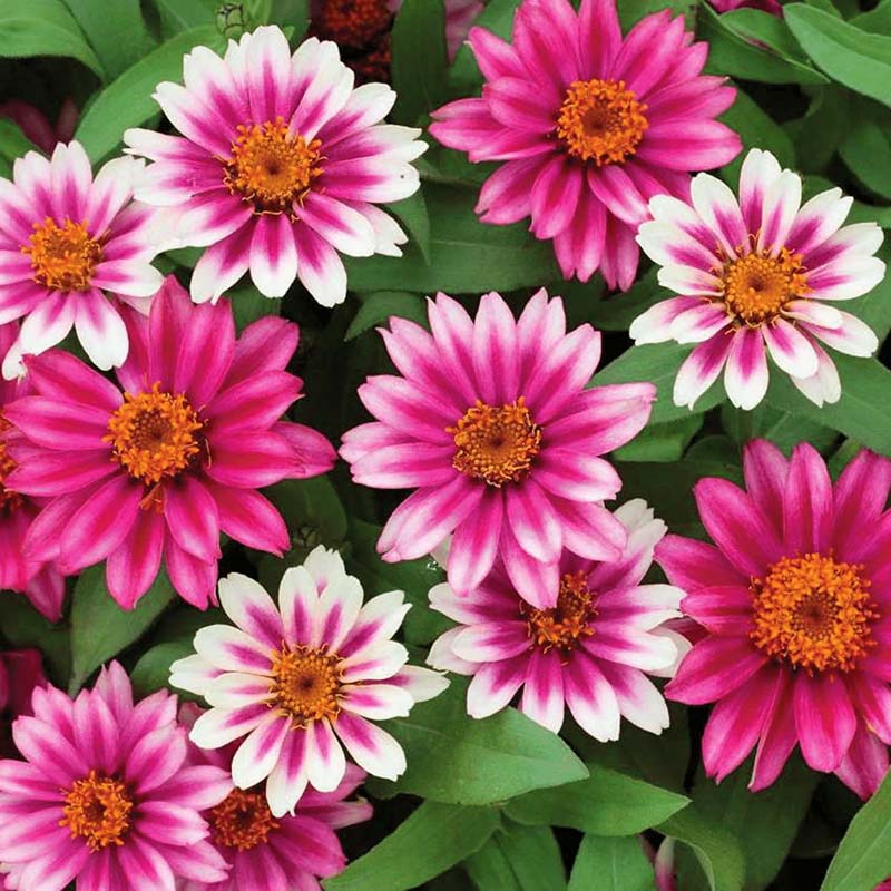 Zinnia Profusion Cherry Bicolor Seed – Harris Seeds