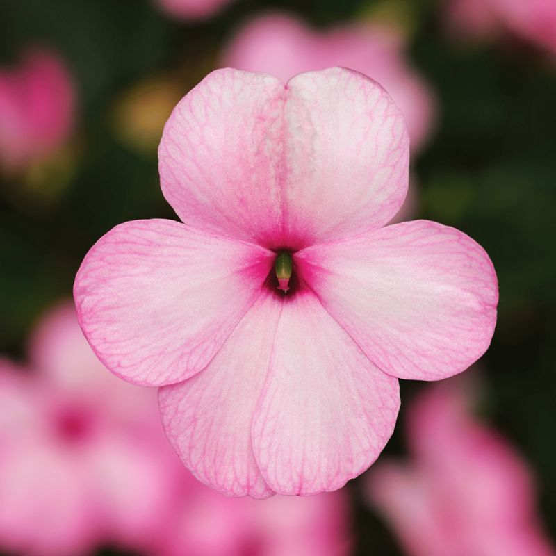 Impatiens Imara XDR Pink F1 Seed – Harris Seeds