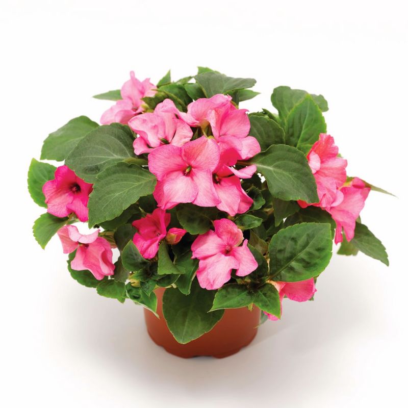 Impatiens Imara XDR Pink F1 Seed – Harris Seeds