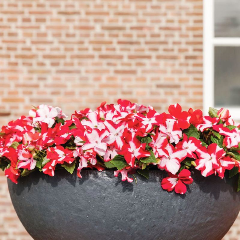 Impatiens Imara XDR Red Star F1 Seed – Harris Seeds
