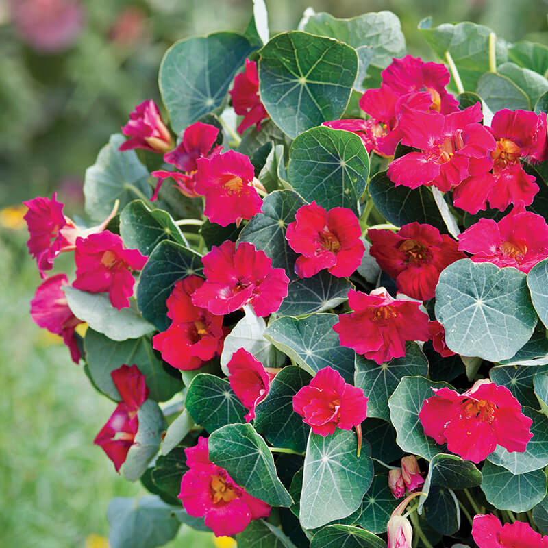 Nasturtium Baby Rose Seed Harris Seeds