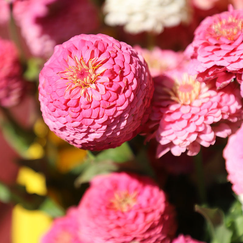 Zinnia Oklahoma Pink Seed – Harris Seeds