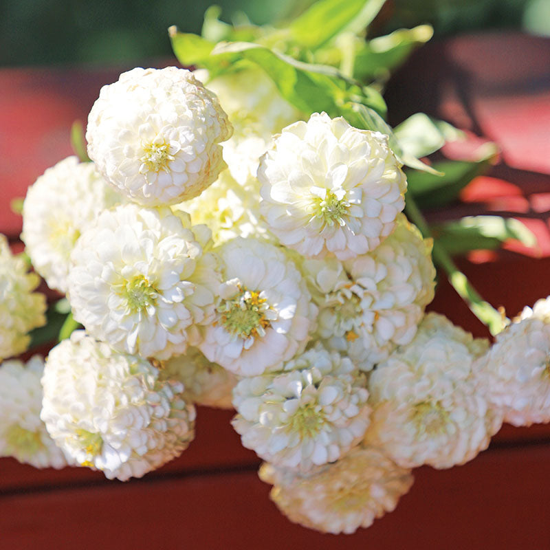 Zinnia Oklahoma White Seed – Harris Seeds